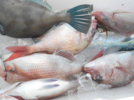 こうゆう丸 釣果