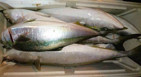 スカイマリン 釣果