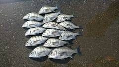 まこと渡船 釣果