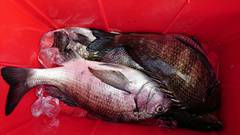 まこと渡船 釣果