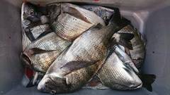 まこと渡船 釣果