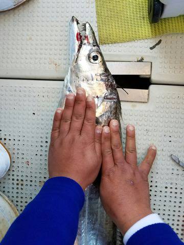 遊漁船　ニライカナイ 釣果