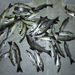 TOPGUN名古屋 釣果