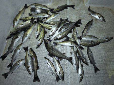 TOPGUN名古屋 釣果