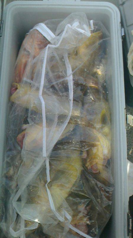 第二大福丸 釣果