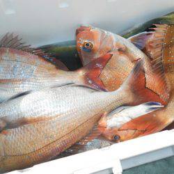 こうゆう丸 釣果