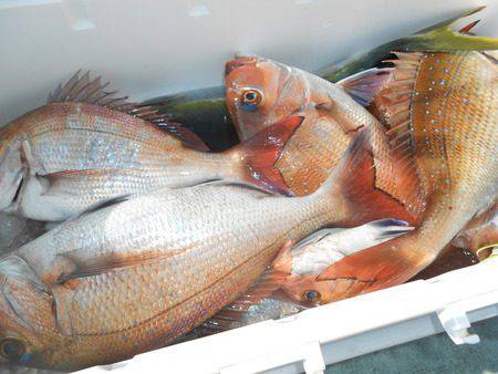 こうゆう丸 釣果