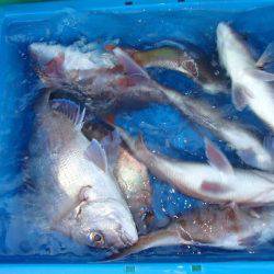 第二むつ漁丸 釣果