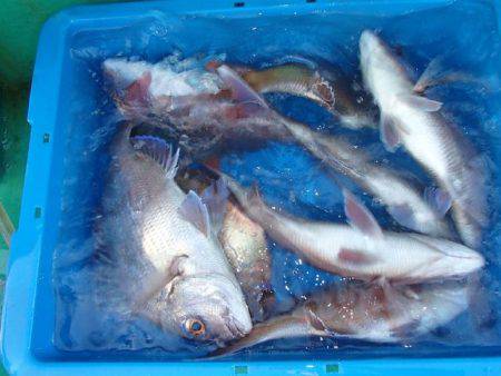 第二むつ漁丸 釣果