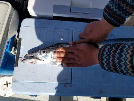 遊漁船　ニライカナイ 釣果