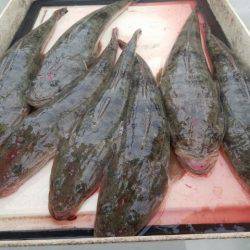 Magic(マジック) 釣果