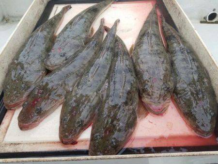 Magic(マジック) 釣果