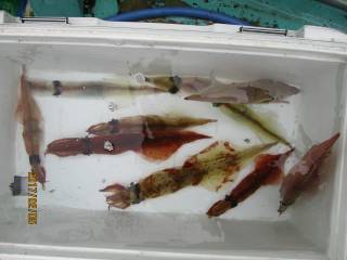 なかくに丸 釣果