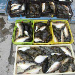 大進丸（愛知） 釣果