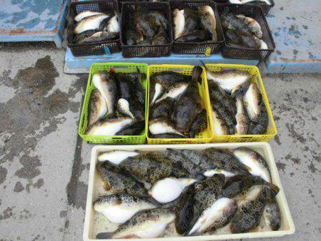 大進丸（愛知） 釣果