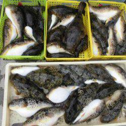 大進丸（愛知） 釣果