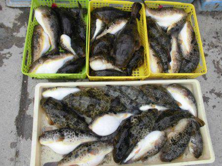 大進丸（愛知） 釣果