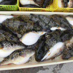 大進丸（愛知） 釣果