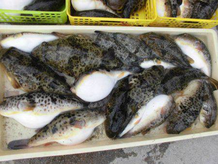 大進丸（愛知） 釣果