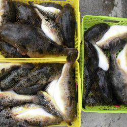 大進丸（愛知） 釣果