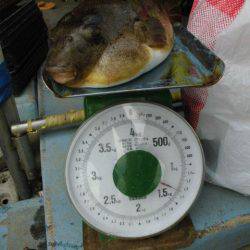 大進丸（愛知） 釣果