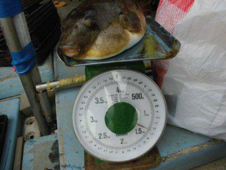 大進丸（愛知） 釣果