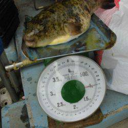 大進丸（愛知） 釣果