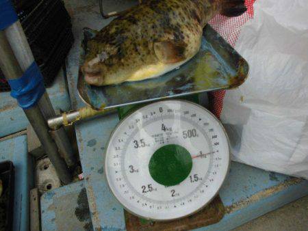 大進丸（愛知） 釣果