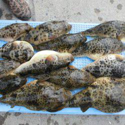 大進丸（愛知） 釣果