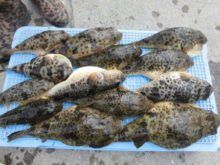 大進丸（愛知） 釣果