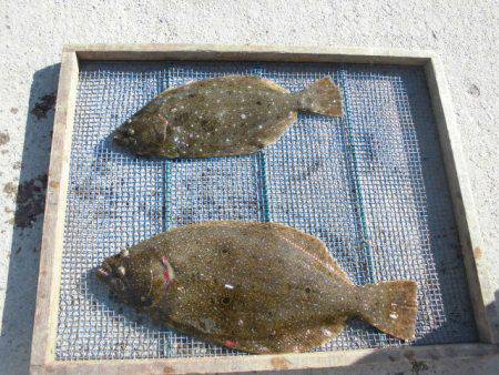 大進丸（愛知） 釣果