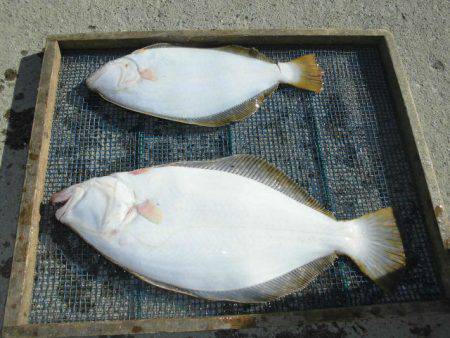 大進丸（愛知） 釣果