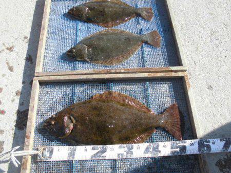 大進丸（愛知） 釣果