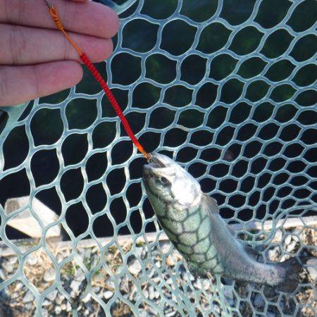 浜名湖フィッシングリゾート 釣果
