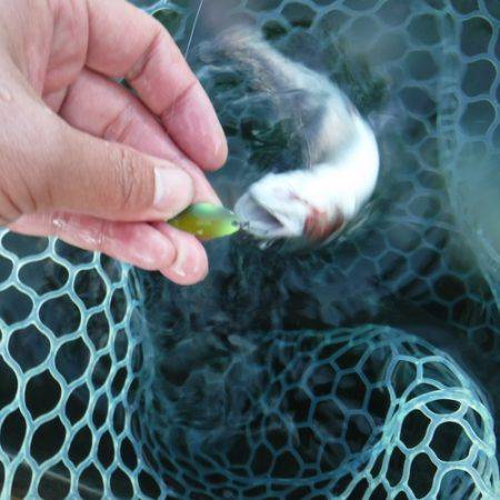 浜名湖フィッシングリゾート 釣果