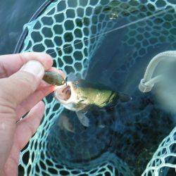 浜名湖フィッシングリゾート 釣果