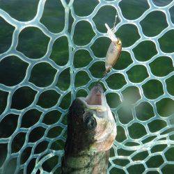 浜名湖フィッシングリゾート 釣果