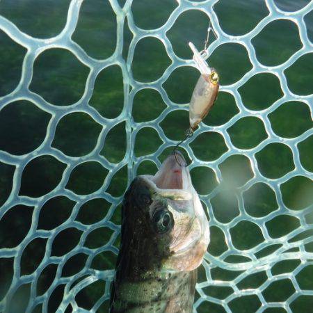 浜名湖フィッシングリゾート 釣果