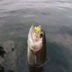 浜名湖フィッシングリゾート 釣果