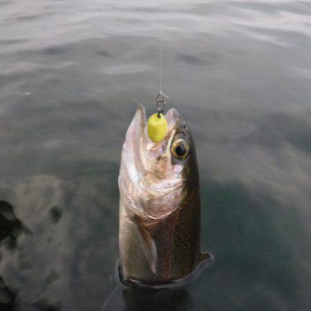 浜名湖フィッシングリゾート 釣果