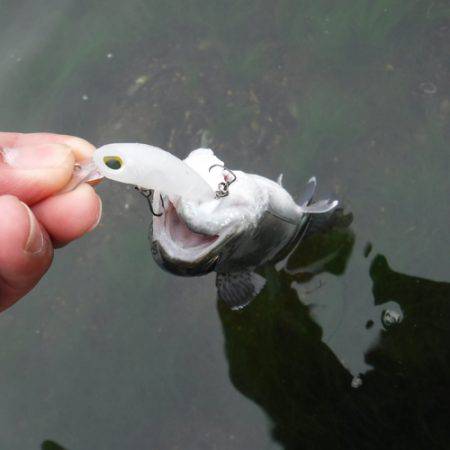 浜名湖フィッシングリゾート 釣果