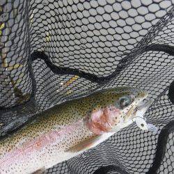 浜名湖フィッシングリゾート 釣果