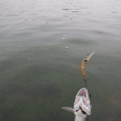 浜名湖フィッシングリゾート 釣果