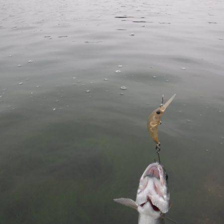 浜名湖フィッシングリゾート 釣果