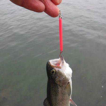 浜名湖フィッシングリゾート 釣果