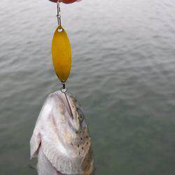浜名湖フィッシングリゾート 釣果