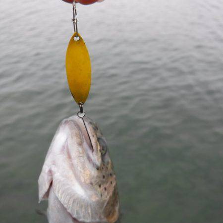 浜名湖フィッシングリゾート 釣果