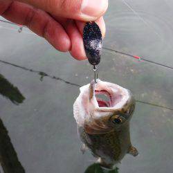 浜名湖フィッシングリゾート 釣果