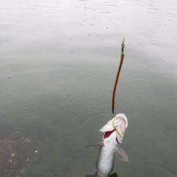 浜名湖フィッシングリゾート 釣果