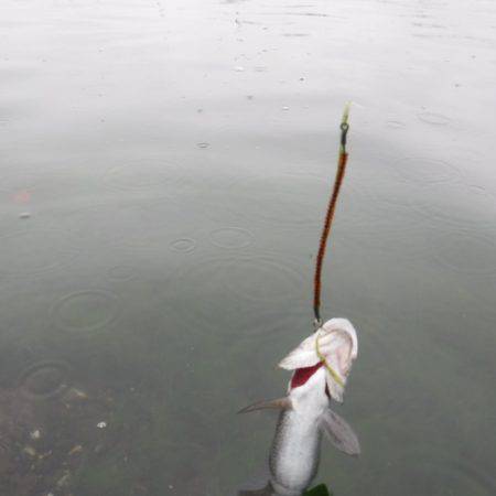 浜名湖フィッシングリゾート 釣果
